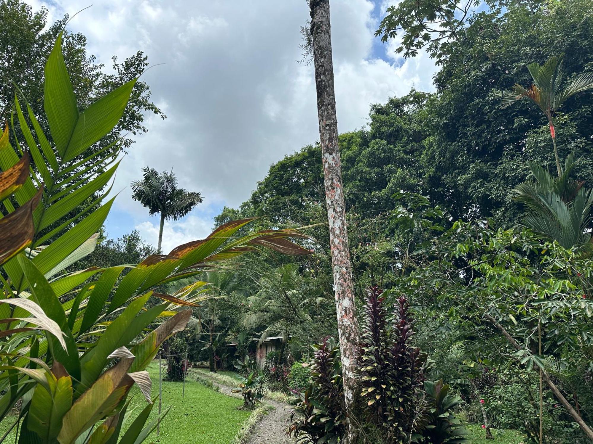 Casa Rio Blanco Eco Friendly B&B Guápiles Exteriör bild