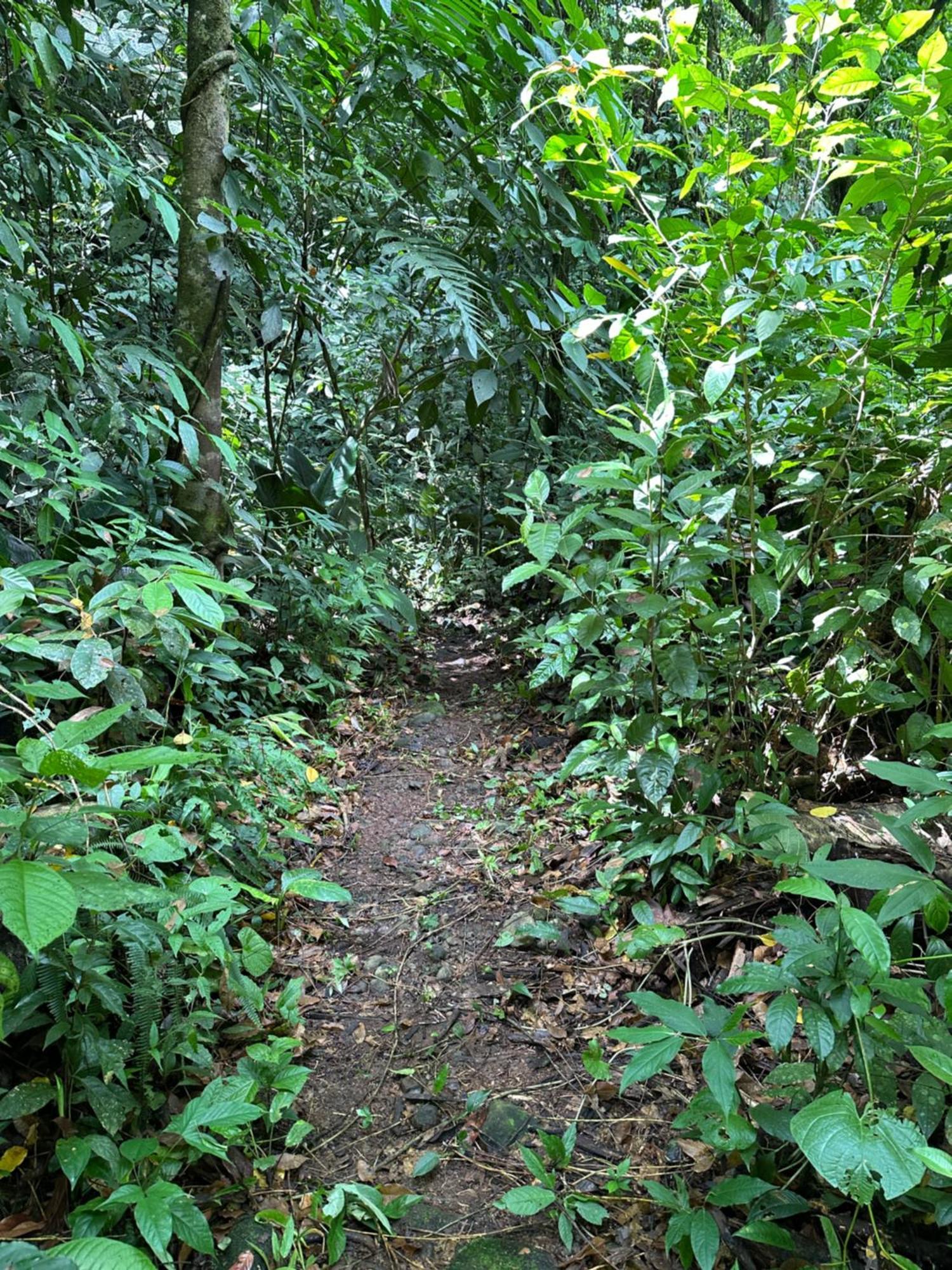 Casa Rio Blanco Eco Friendly B&B Guápiles Exteriör bild